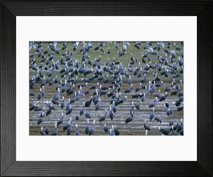 Framed Print : Hooded Crane - & White-naped Crane (Grus vipio) wintering birds Arasaki swamps, Kagoshima, Kyushu, Japan Framed Print : Hooded Crane - & White-naped Crane (Grus vipio) wintering birds Arasaki swamps, Kagoshima, Kyushu, Japan