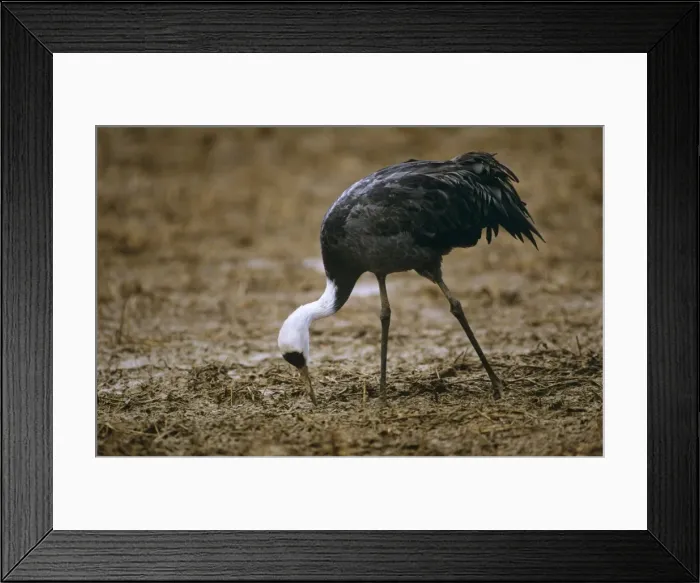 Framed Print : Hooded Crane - wintering bird Arasaki swamps, Kagoshima Pref. Kyushu, Japan Framed Print : Hooded Crane - wintering bird Arasaki swamps, Kagoshima Pref. Kyushu, Japan