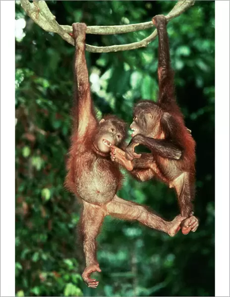 Orang-Utan Juveniles on vine, Sabah, Borneo