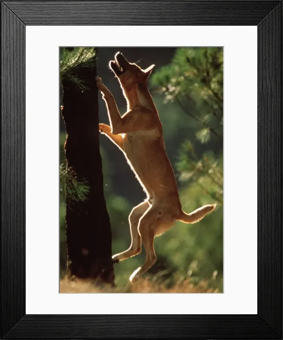 Framed Print : Dingo - At foot of tree trying to catch a bird Framed Print : Dingo - At foot of tree trying to catch a bird