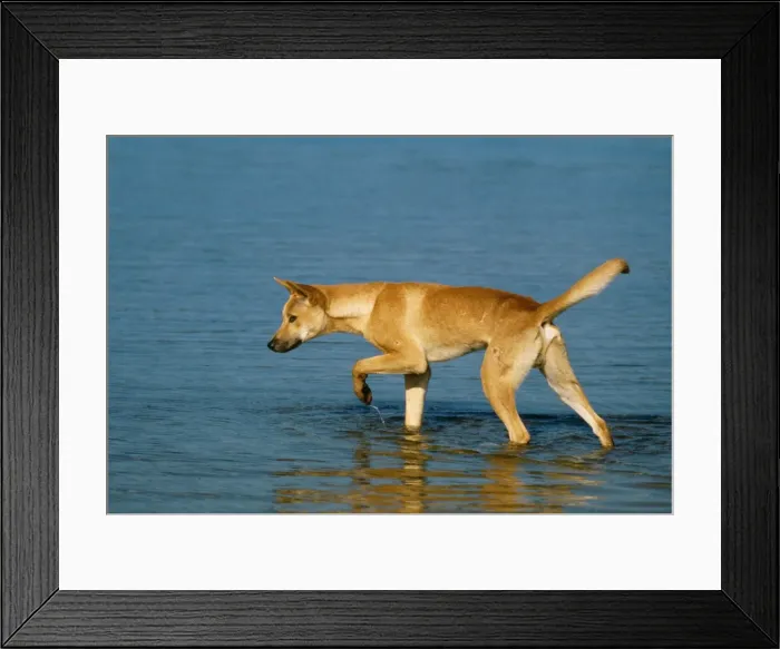 Framed Print : Dingo. JPF-11425. DINGO - IN WATER. Canis Familiaris Framed Print : Dingo. JPF-11425. DINGO - IN WATER. Canis Familiaris