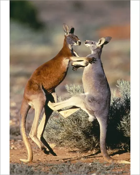 Red Kangaroo - x2 young males of 2 colour phases, blue & red, sparring. Western New South Wales, Australia