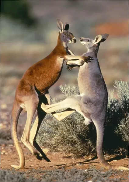 Red Kangaroo - x2 young males of 2 colour phases, blue & red, sparring. Western New South Wales, Australia