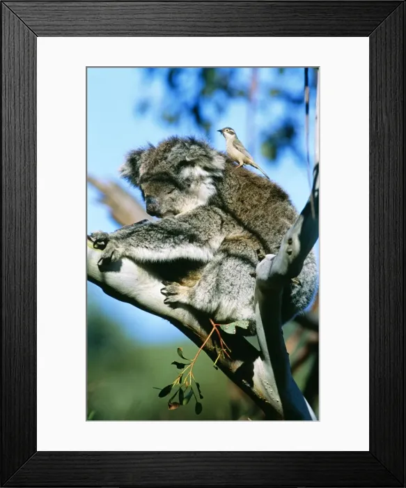 Framed Print : Koala - with Brown-headed Honeyeater (Melithreptus brevirostris) plucking fur for its nest. Kangaroo Island, South Australia Framed Print : Koala - with Brown-headed Honeyeater (Melithreptus brevirostris) plucking fur for its nest. Kangaroo Island, South Australia