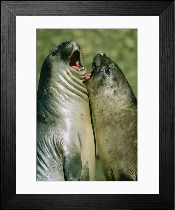Framed Print : Southern Elephant Seal Young bulls sparring, South Georgia, USA Framed Print : Southern Elephant Seal Young bulls sparring, South Georgia, USA
