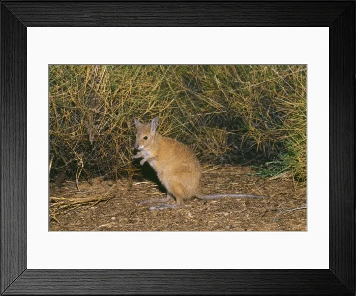 Framed Print : Rufous Bettong / Rufous Rat-kangaroo Framed Print : Rufous Bettong / Rufous Rat-kangaroo