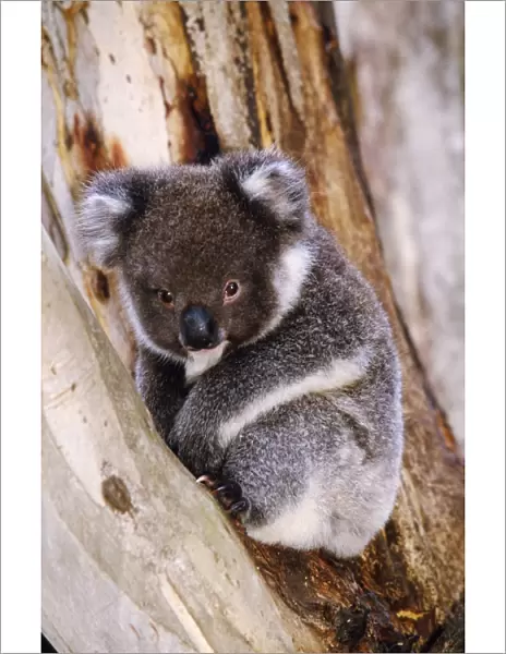 Koala - in tree
