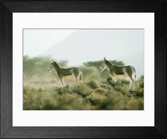Framed Print : Asian Wild Ass / Asiatic Wild Ass / Kulan / onager / khur / dzigettai - desert scrub habitat Framed Print : Asian Wild Ass / Asiatic Wild Ass / Kulan / onager / khur / dzigettai - desert scrub habitat