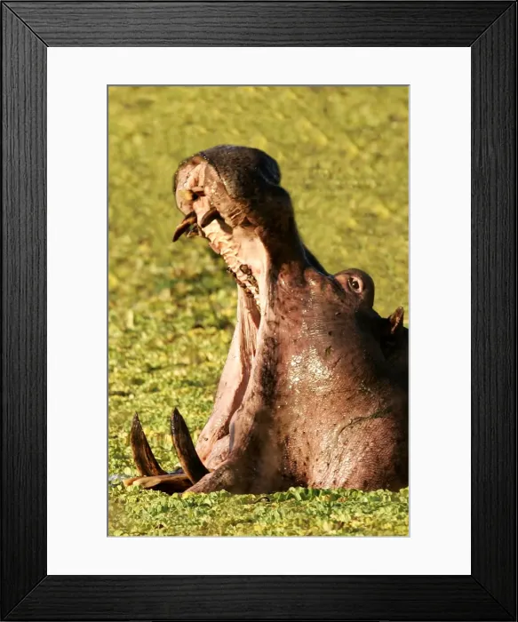 Framed Print : Hippopotamus yawning in the afternoon South Luangwa Valley N. P. Zambia, Africa Framed Print : Hippopotamus yawning in the afternoon South Luangwa Valley N. P. Zambia, Africa
