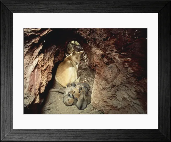 Framed Print : Dingo - female & pups Framed Print : Dingo - female & pups