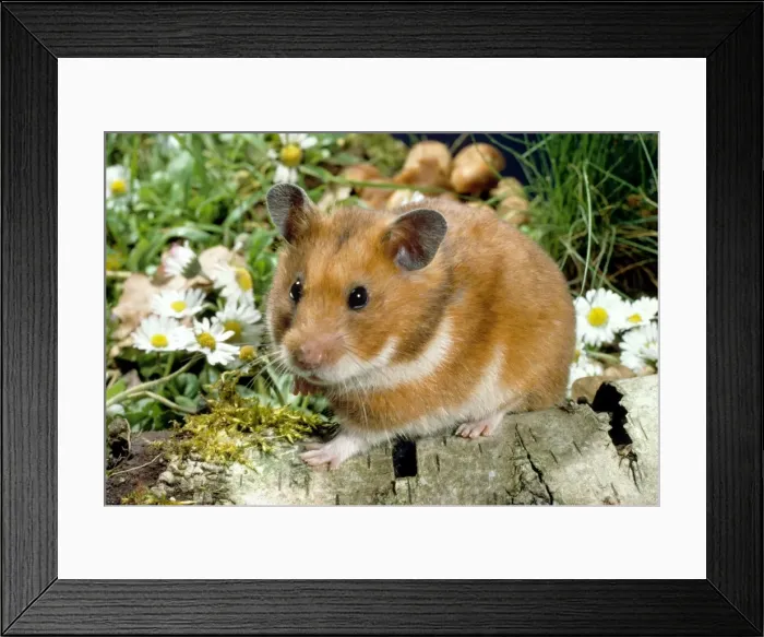 Framed Print : Golden Hamster Framed Print : Golden Hamster