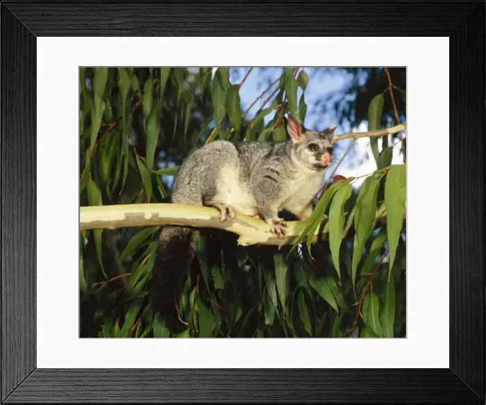 Framed Print : Brush-tail Possum Framed Print : Brush-tail Possum