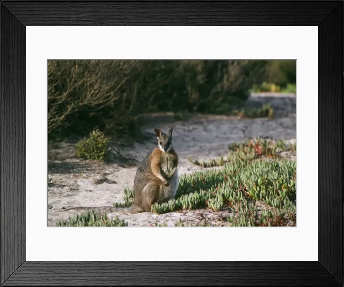 Framed Print : Tammar Wallaby Kangaroo Island, South Australia Framed Print : Tammar Wallaby Kangaroo Island, South Australia