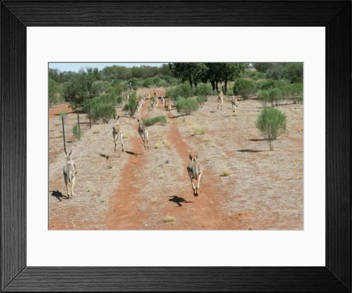 Framed Print : Red Kangaroo New South Wales, Australia Framed Print : Red Kangaroo New South Wales, Australia