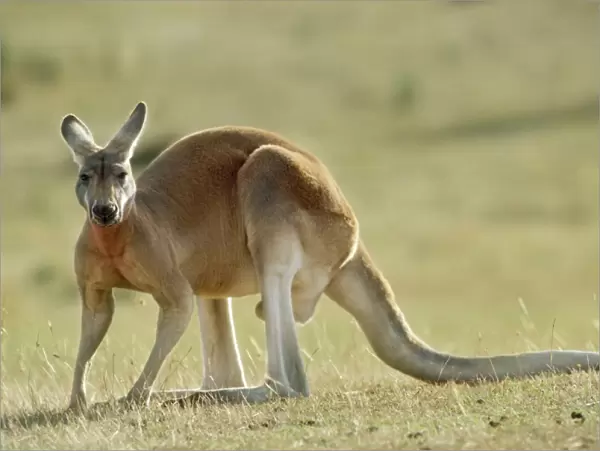 Red Kangaroo Western New South Wales, Australia