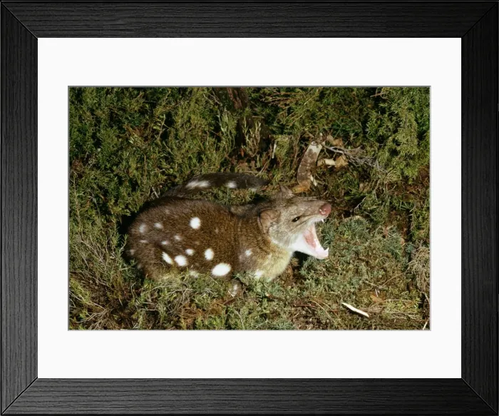 Framed Print : Spotted-tailed Quoll / Dasyure Framed Print : Spotted-tailed Quoll / Dasyure