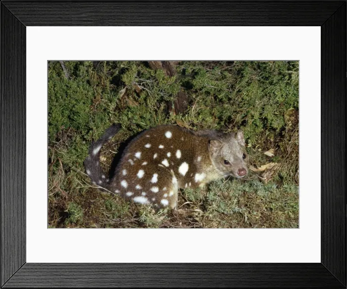 Framed Print : Spotted-tailed Quoll / Dasyure Framed Print : Spotted-tailed Quoll / Dasyure