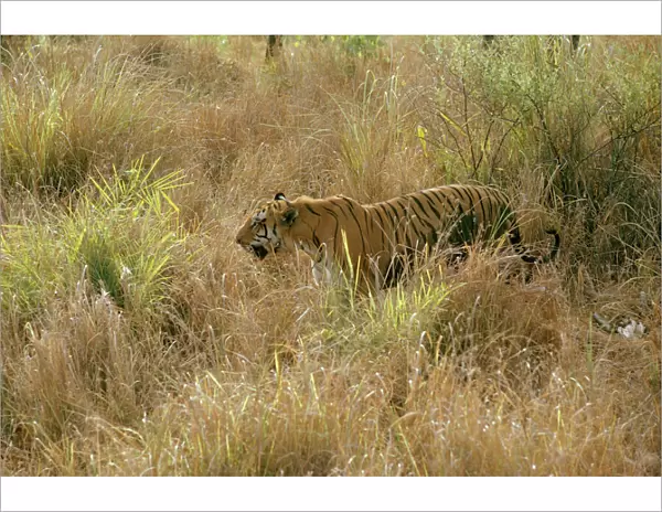 Bengal  /  Indian Tiger - in grass