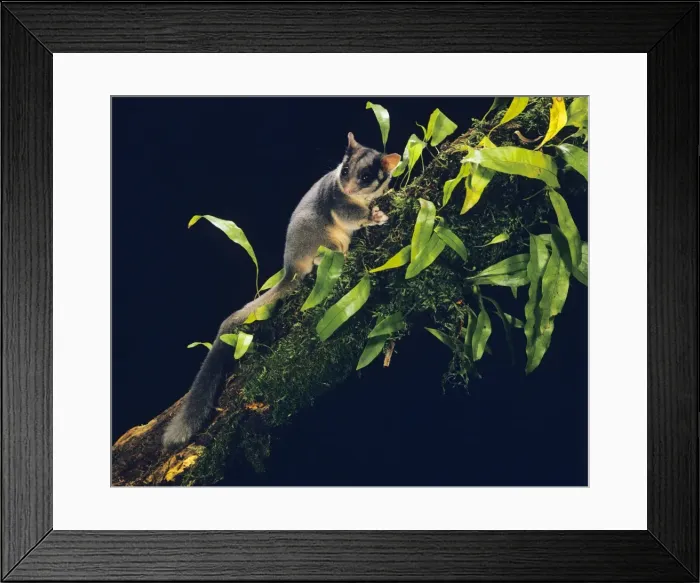Framed Print : Leadbeater Possum Victoria, Australia Framed Print : Leadbeater Possum Victoria, Australia