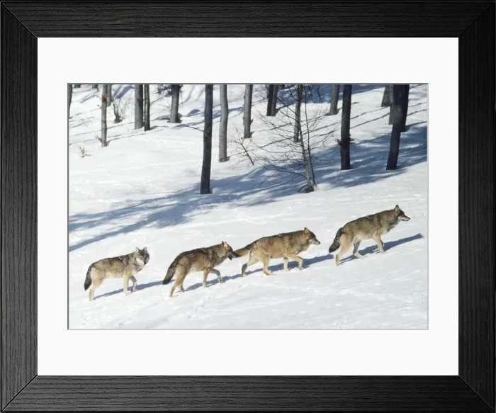 Framed Print : European Wolf Framed Print : European Wolf