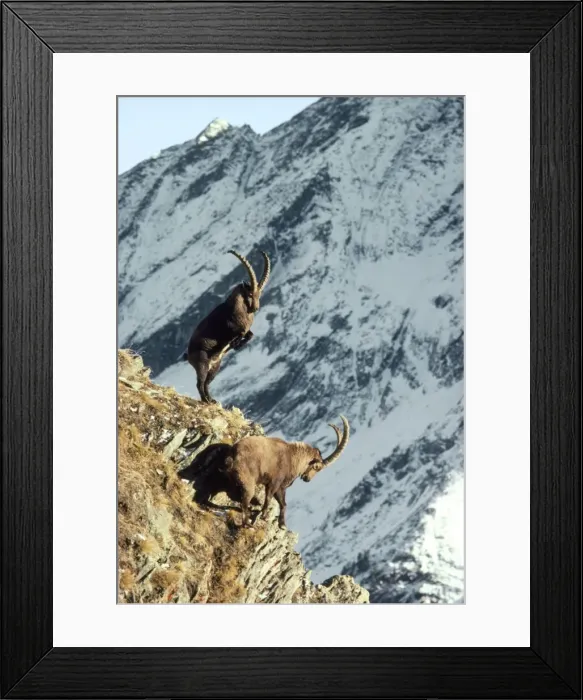 Framed Print : Ibex - fighting Framed Print : Ibex - fighting