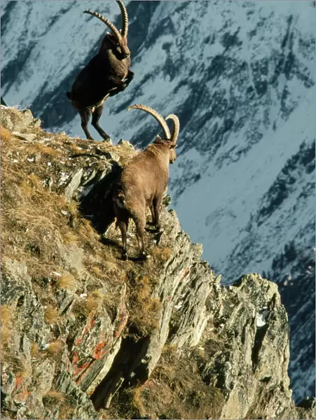 Ibex - males fighting