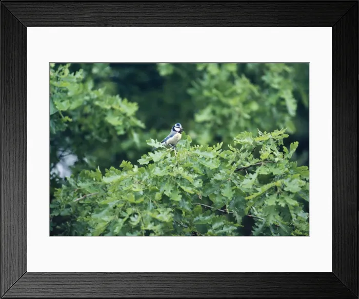 Framed Print : Blue Tit. JPF-4452. Blue Tit - in summer Framed Print : Blue Tit. JPF-4452. Blue Tit - in summer
