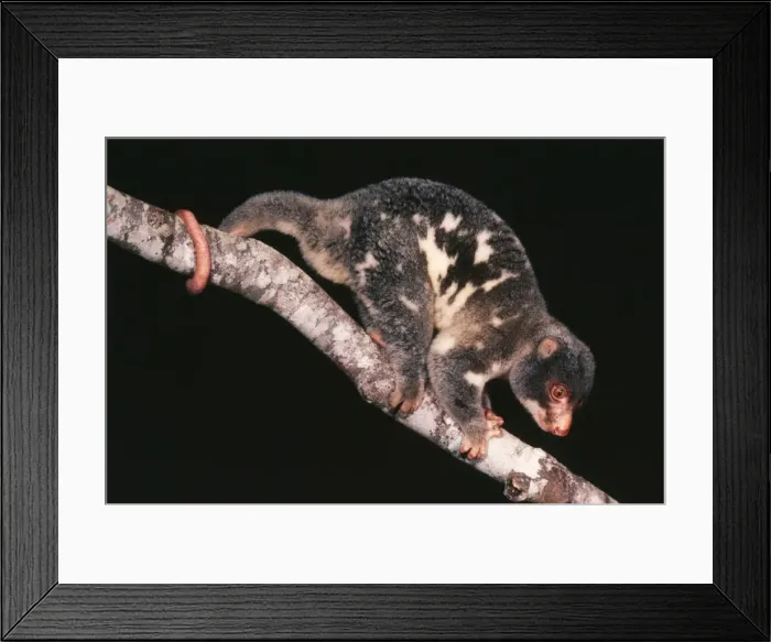 Framed Print : Spotted Cuscus Rainforest, North Queensland Framed Print : Spotted Cuscus Rainforest, North Queensland
