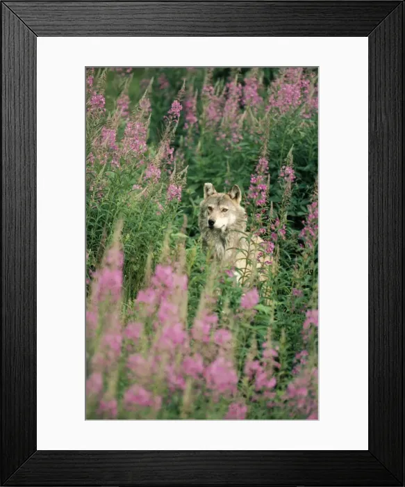 Framed Print : European Wolf Framed Print : European Wolf