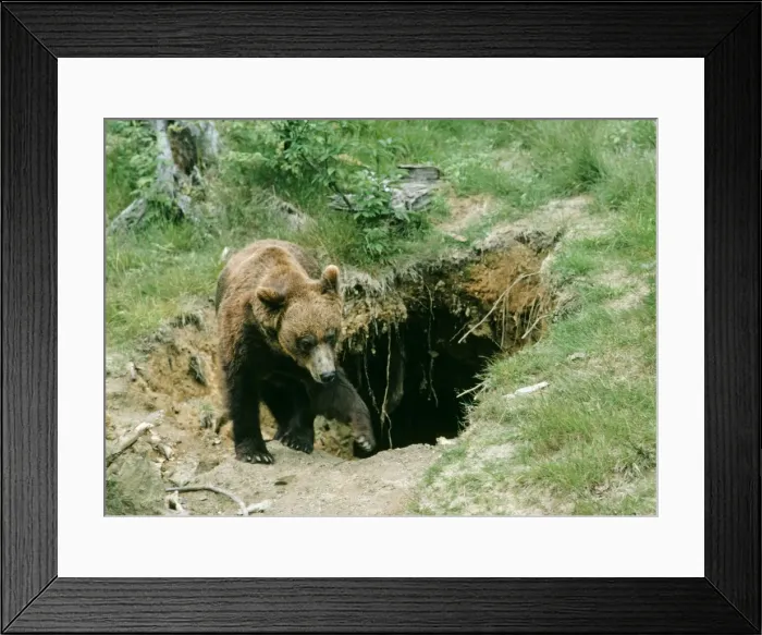 Framed Print : European Brown Bear - emerging from den Framed Print : European Brown Bear - emerging from den