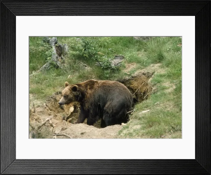 Framed Print : European Brown Bear - in den Framed Print : European Brown Bear - in den