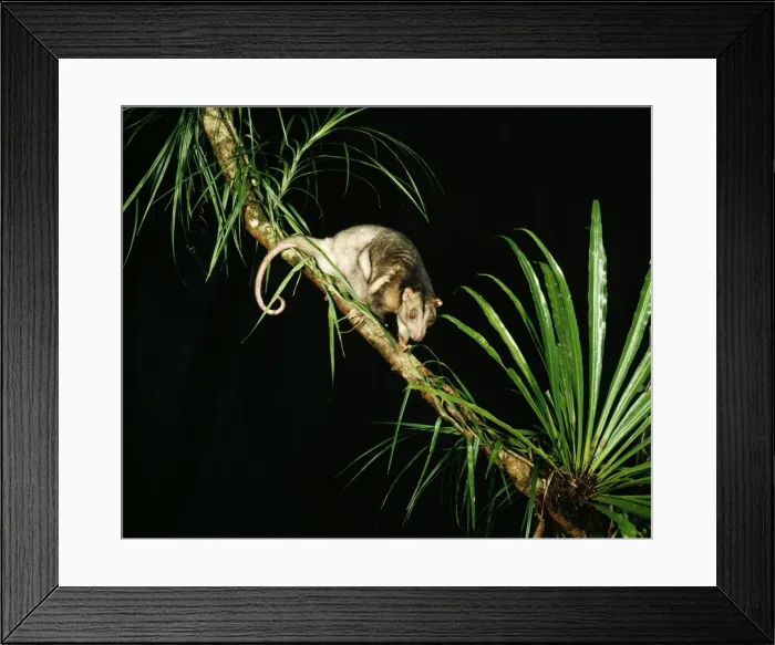 Framed Print : Grey Cuscus Framed Print : Grey Cuscus