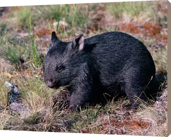 Wombat 3 months old