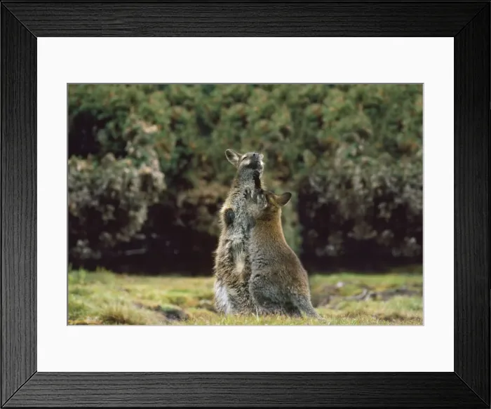 Framed Print : Bennett Wallaby - female & young playfighting South West Tasmania Framed Print : Bennett Wallaby - female & young playfighting South West Tasmania