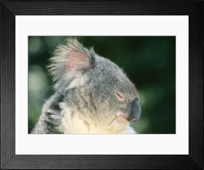 Framed Print : Koala. JPF-6438. Koala - with eyes closed
