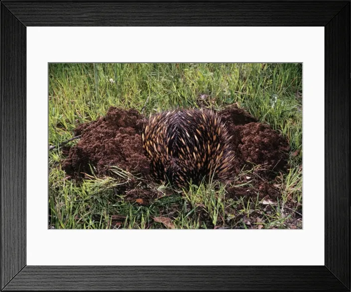 Framed Print : Short-beaked Echidna - burrowing in defence Framed Print : Short-beaked Echidna - burrowing in defence