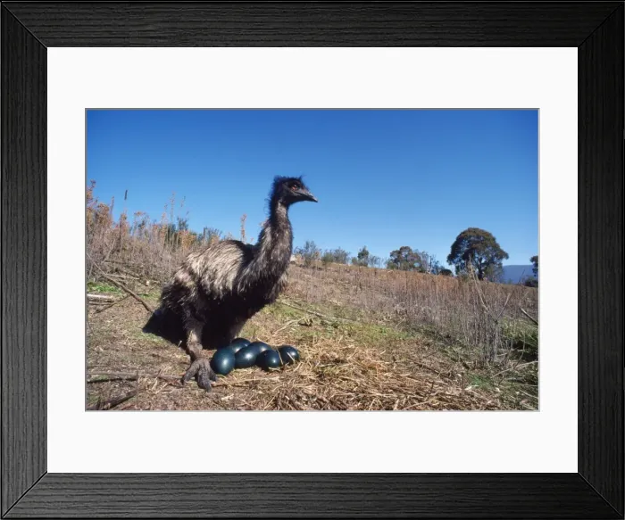 Framed Print : Emu - male, sitting on eggs Framed Print : Emu - male, sitting on eggs