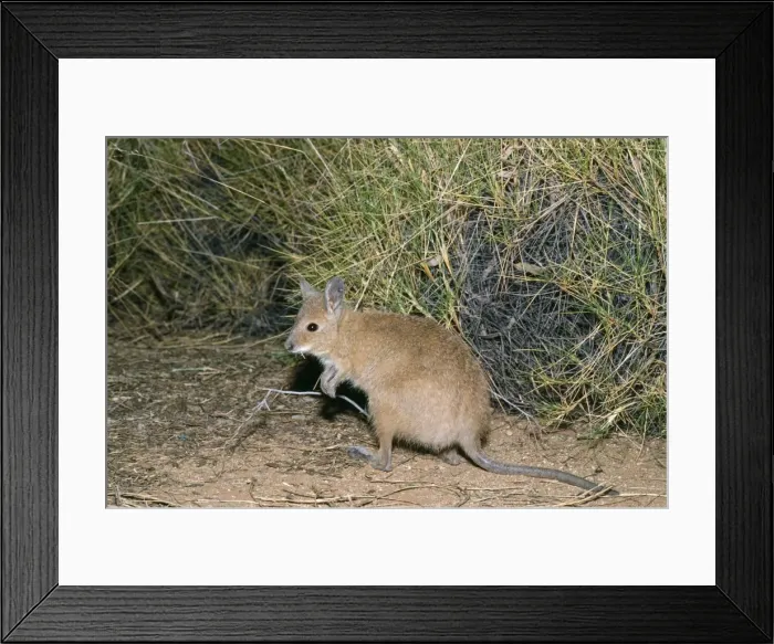 Framed Print : Rufous Hare Wallaby - feeding on spinfex Tanami Desert, Central Australia Framed Print : Rufous Hare Wallaby - feeding on spinfex Tanami Desert, Central Australia
