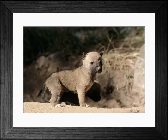 Framed Print : Dingo - 3 week old pups outside den. South Eastern Ausralia