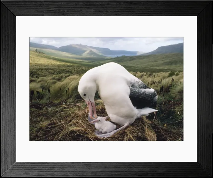 Framed Print : Southern Royal Albatross - adult feeding young chick in nest Campbell Island, New Zealand Framed Print : Southern Royal Albatross - adult feeding young chick in nest Campbell Island, New Zealand