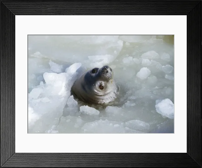 Framed Print : Weddell Seal - at breathing hole Antarctica Framed Print : Weddell Seal - at breathing hole Antarctica
