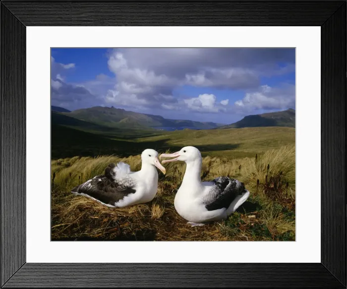 Framed Print : Southern Royal Albatross - pair at nest Campbell Island, New Zealand Framed Print : Southern Royal Albatross - pair at nest Campbell Island, New Zealand