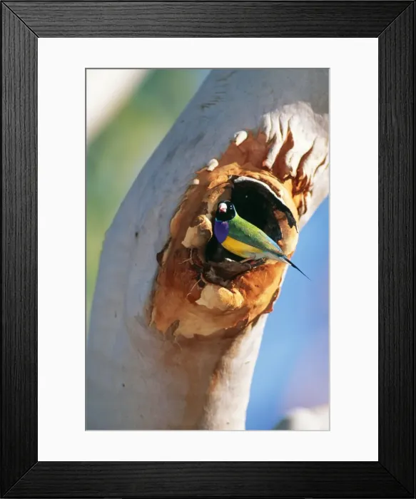 Framed Print : Gouldian Finch JPF 8115 At nest entrance in Salmon Gum, Katherine Gorge National Park, Northern Territory, Australia. Erythrura gouldiae © Jean-Paul Ferrero / ardea. com Framed Print : Gouldian Finch JPF 8115 At nest entrance in Salmon Gum, Katherine Gorge National Park, Northern Territory, Australia. Erythrura gouldiae © Jean-Paul Ferrero / ardea. com