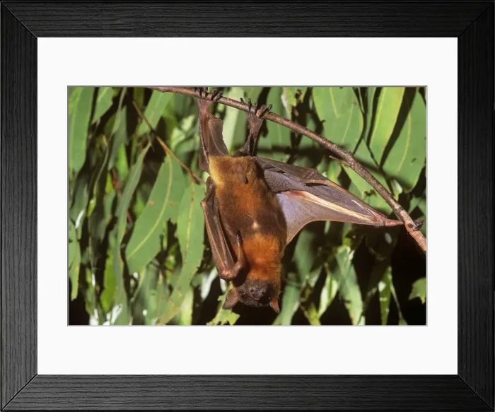 Framed Print : Little Red Flying Fox Framed Print : Little Red Flying Fox