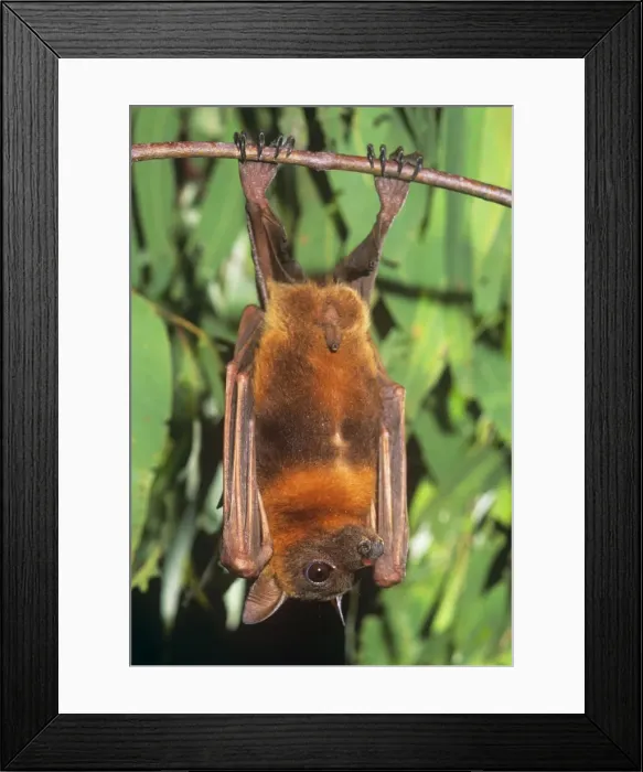 Framed Print : Little Red Flying Fox Framed Print : Little Red Flying Fox