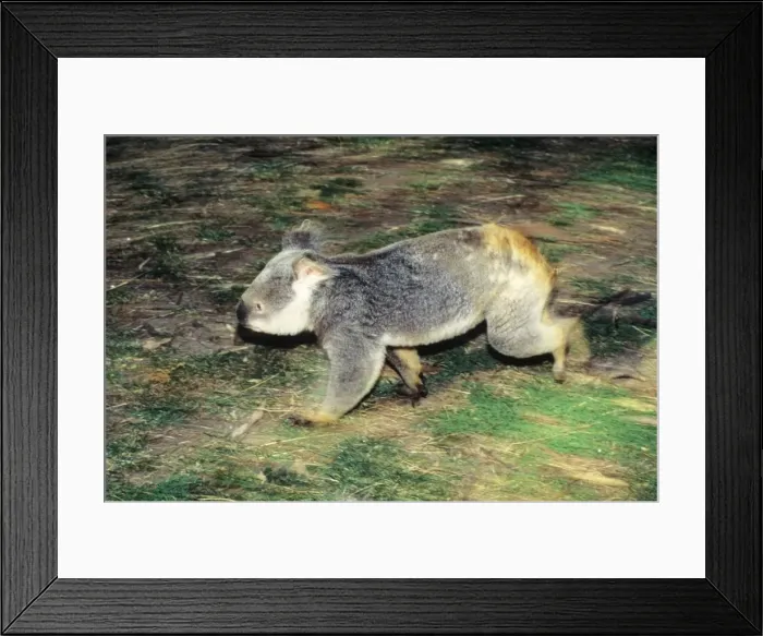 Framed Print : Koala - running on ground Framed Print : Koala - running on ground