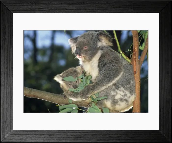 Framed Print : Koala - parent & young Framed Print : Koala - parent & young