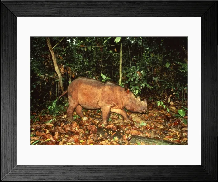 Framed Print : Sumatran Rhinoceros Sabah, Borneo Framed Print : Sumatran Rhinoceros Sabah, Borneo