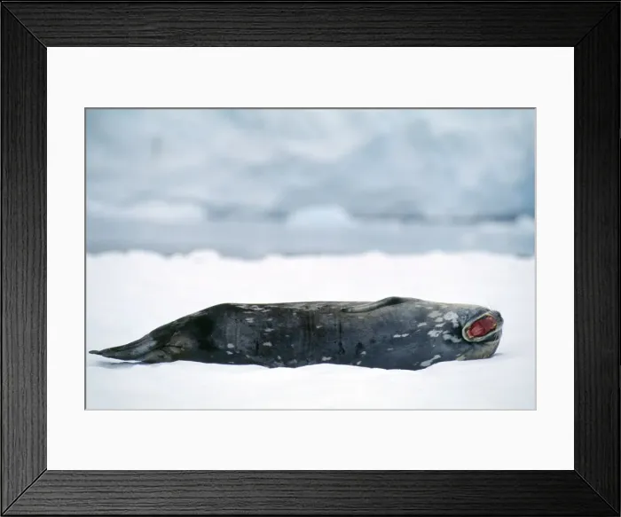 Framed Print : Weddell Seal