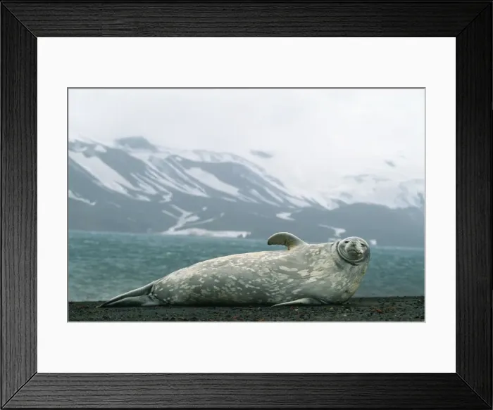 Framed Print : Weddell Seal Deception Island Antarctic Peninsula Framed Print : Weddell Seal Deception Island Antarctic Peninsula